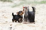 YORKSHIRE TERRIER 048